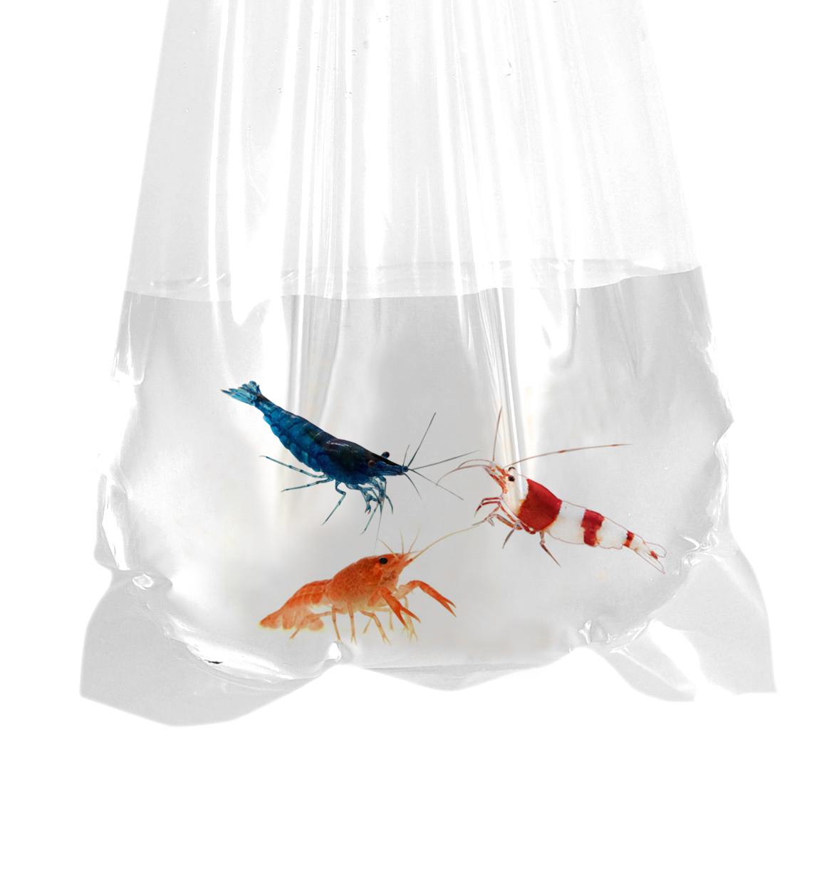 Pack of 1000 Plastic Fish Bags of Size 2 x 10 Inches Clear Polyethylene Bags Thickness 4 mil.